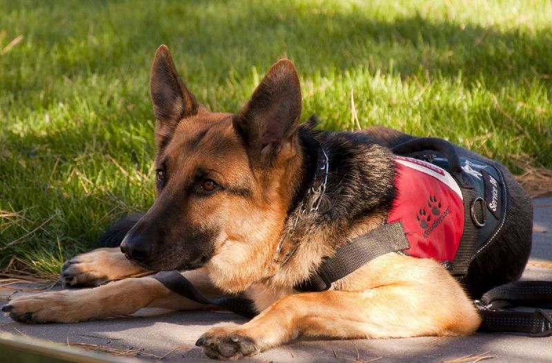 Dog Training Elite has top rated service dog trainers that provide diabetic alert dog training near you in Tooele Valley.