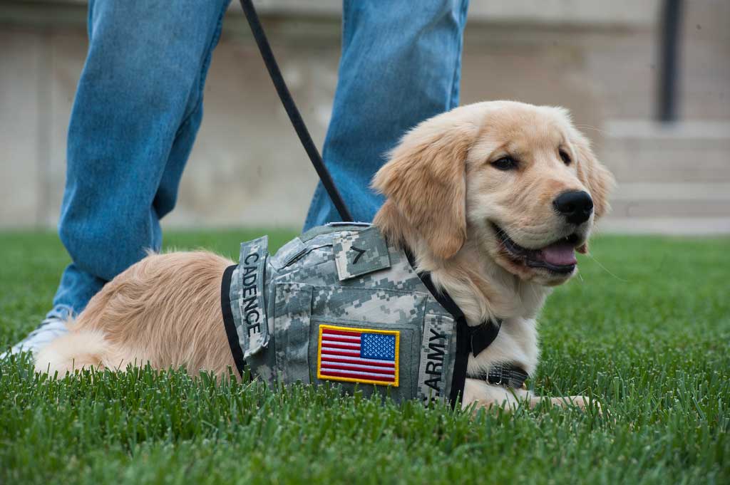 PTSD Service Dog Training Near You. Dog Training Elite