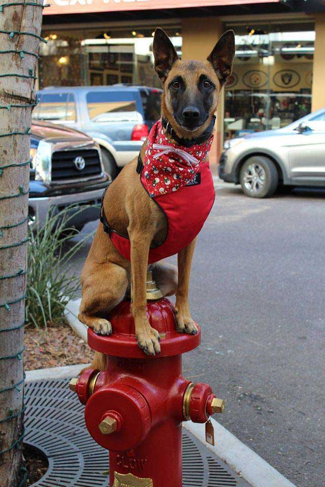Dog Training Elite Broward is the top professional service dog training company in Broward / Fort Lauderdale.
