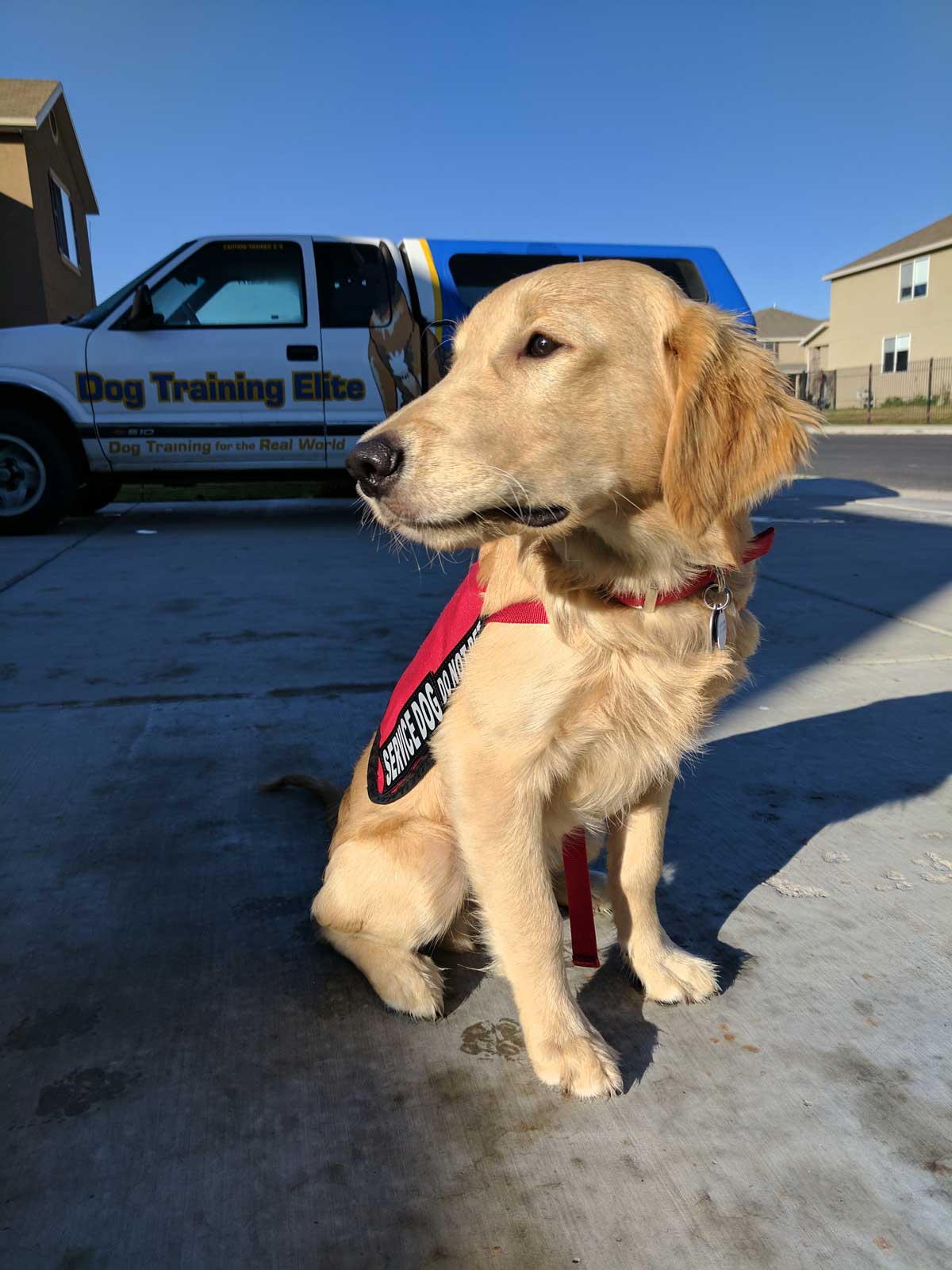 Dog Training Elite in Scottsdale is proud to have the highest rated service dog training programs near you in Scottsdale.
