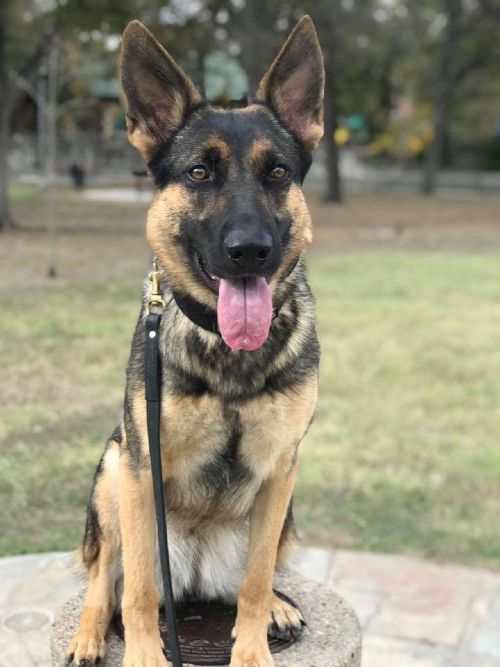 Professional German Shepherd Trainers Near You in Fort Worth