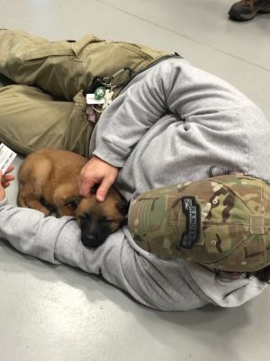 Dog Training Elite has expert dog trainers experienced at service dog trainin for retired military veterans in Kenosha & Racine.