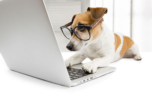 Dog Training Elite Richmond's pup preparing its information on a laptop.