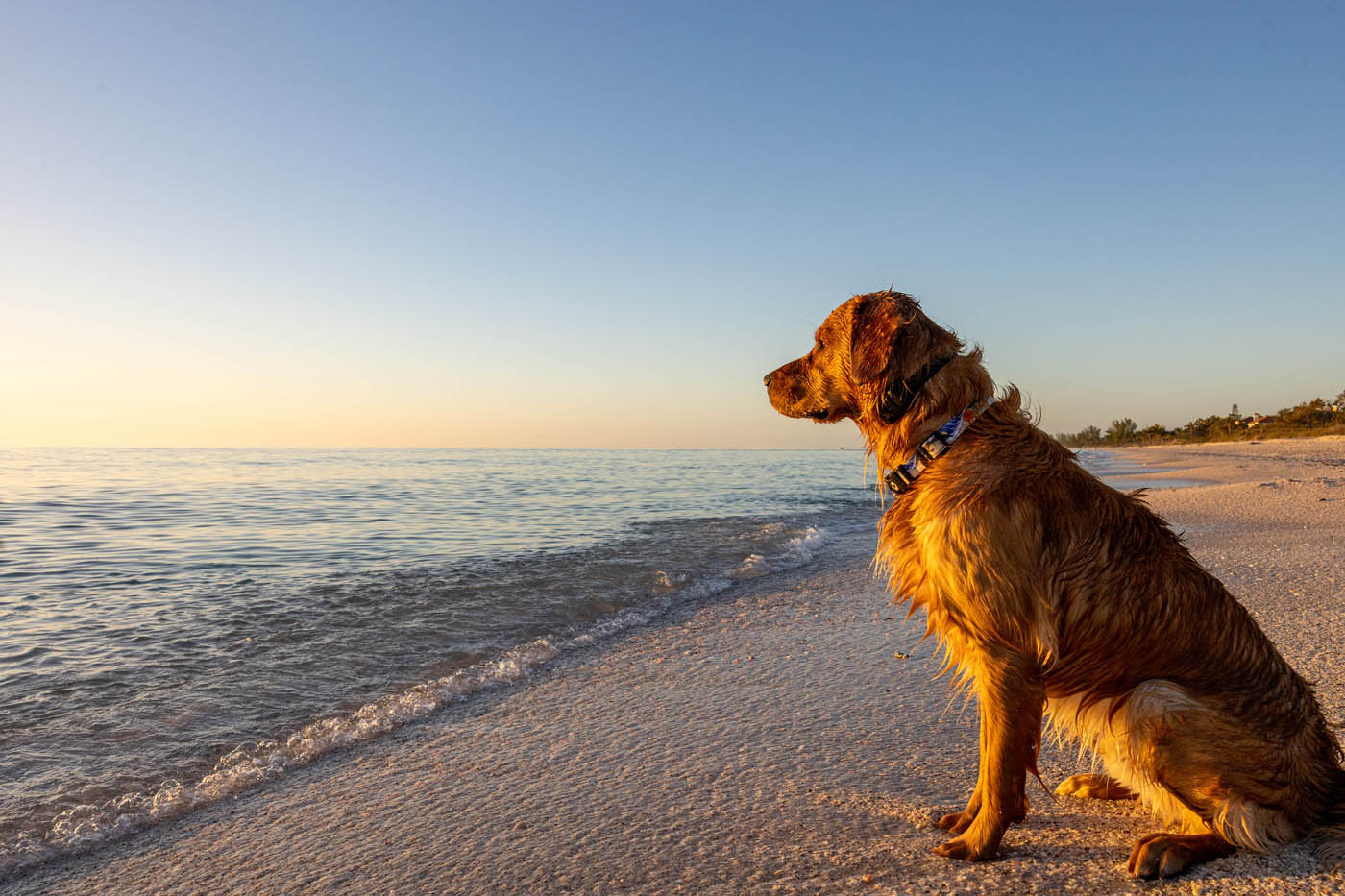 An image of a golden retriever on the beach - Dog Training Elite offers St. Louis off leash k9 training.