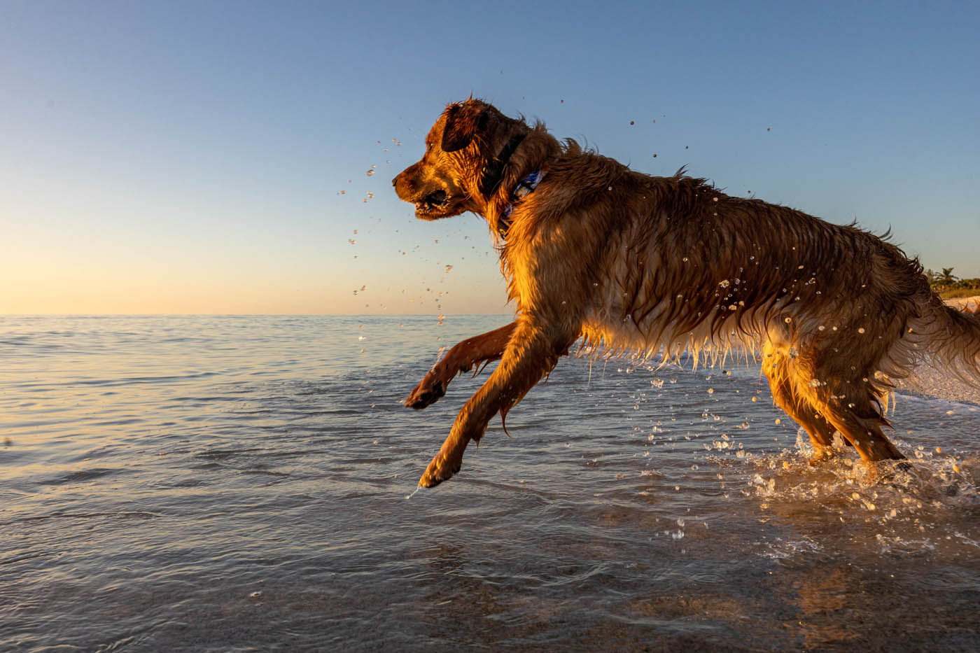 A happy, well trained dog from Dog Training Elite, your trusted source for dog training in Howard County, MD