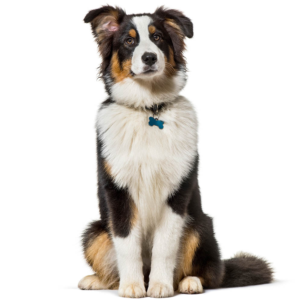 Dog Training Elite Colorado Springs - Reactive Dog Training in Colorado Springs, CO. DTE