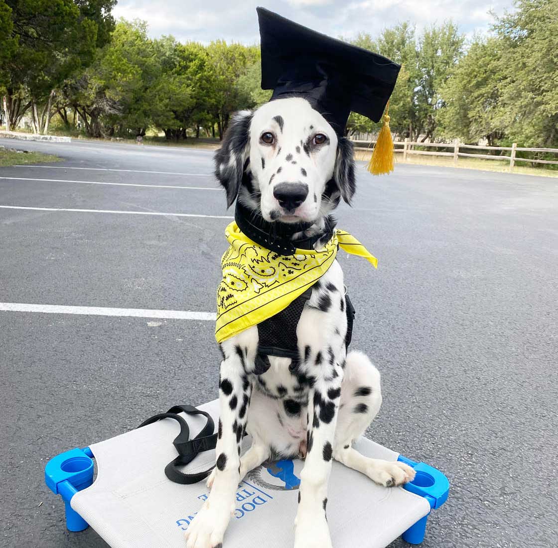 A golden retriever holding a grocery bag, our obedience training for dogs in Austin, TX can help with these daily tasks. 