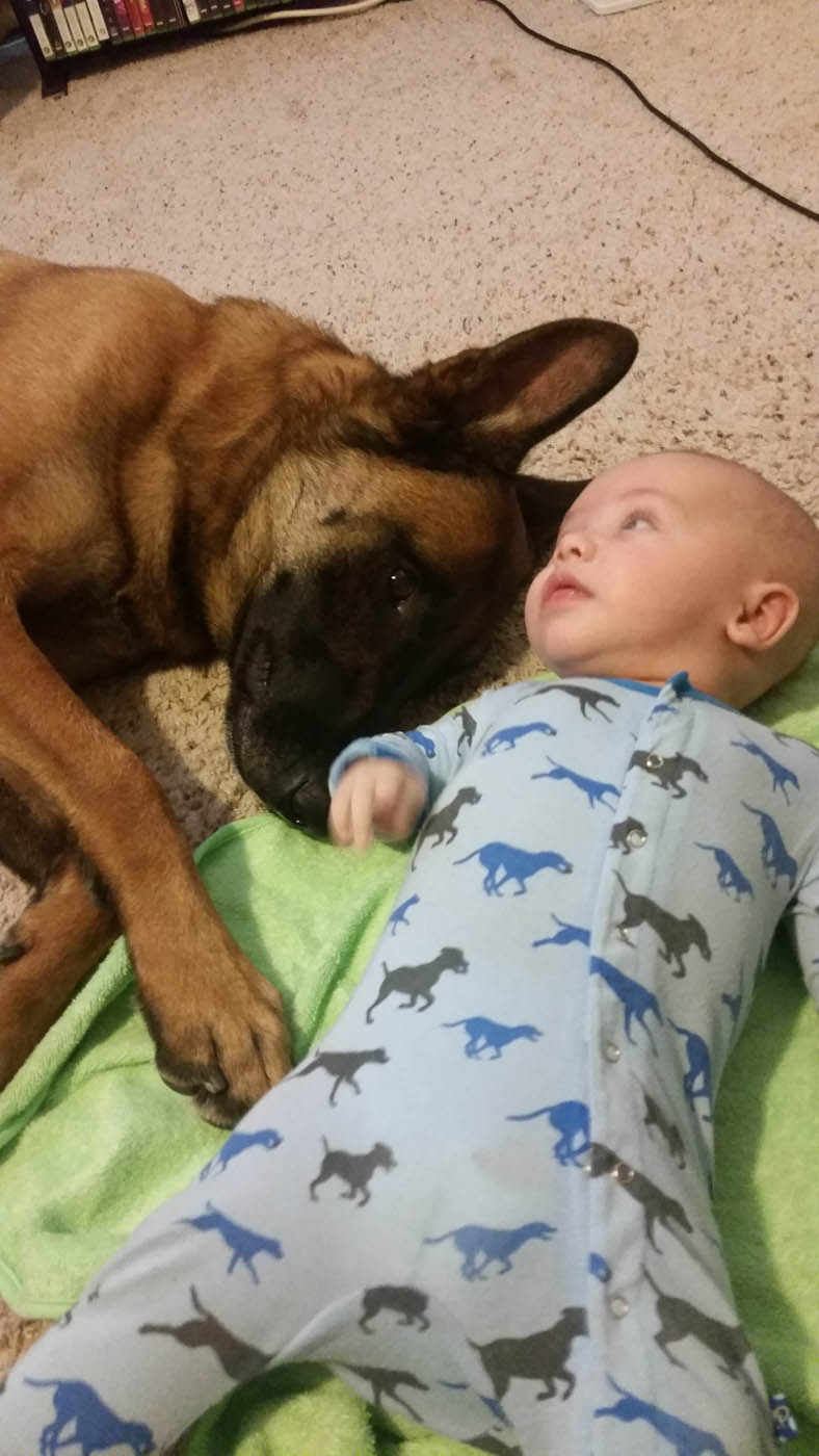 An adorable dog being trained by Dog Training Elite.