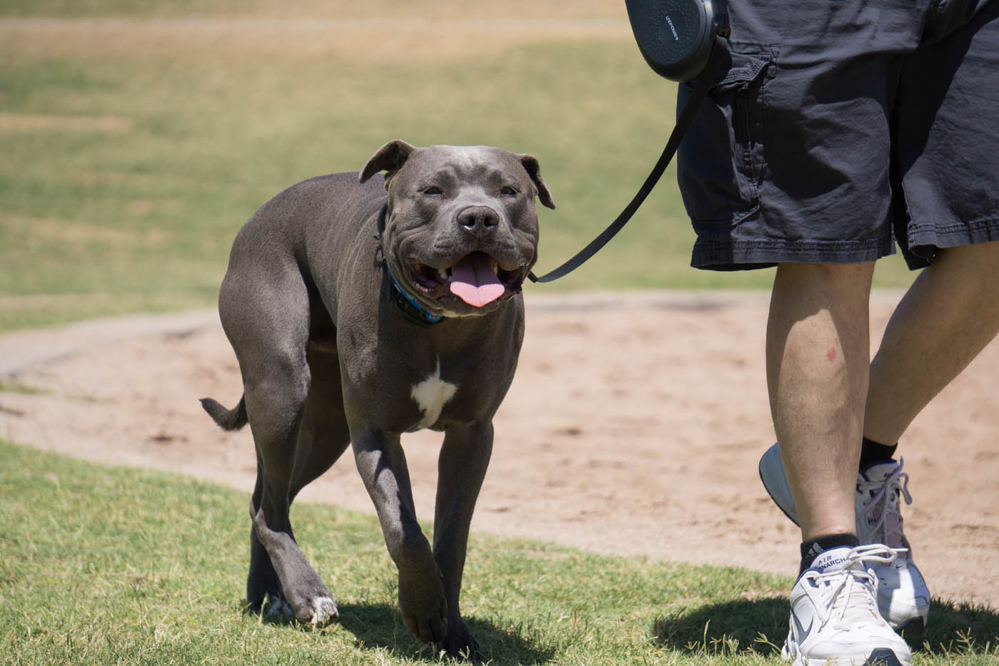 Dog Training Elite in ﻿Las Vegas - {meta_title}