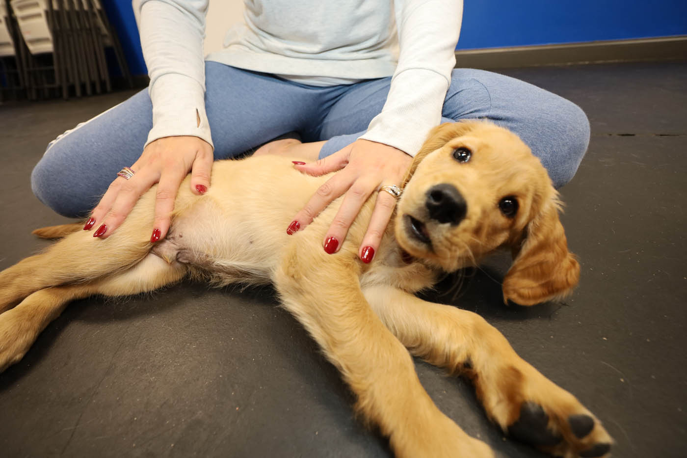 A golden retriever puppy laying on the floor with its owner, contact us today for Atlanta dog obedience training.