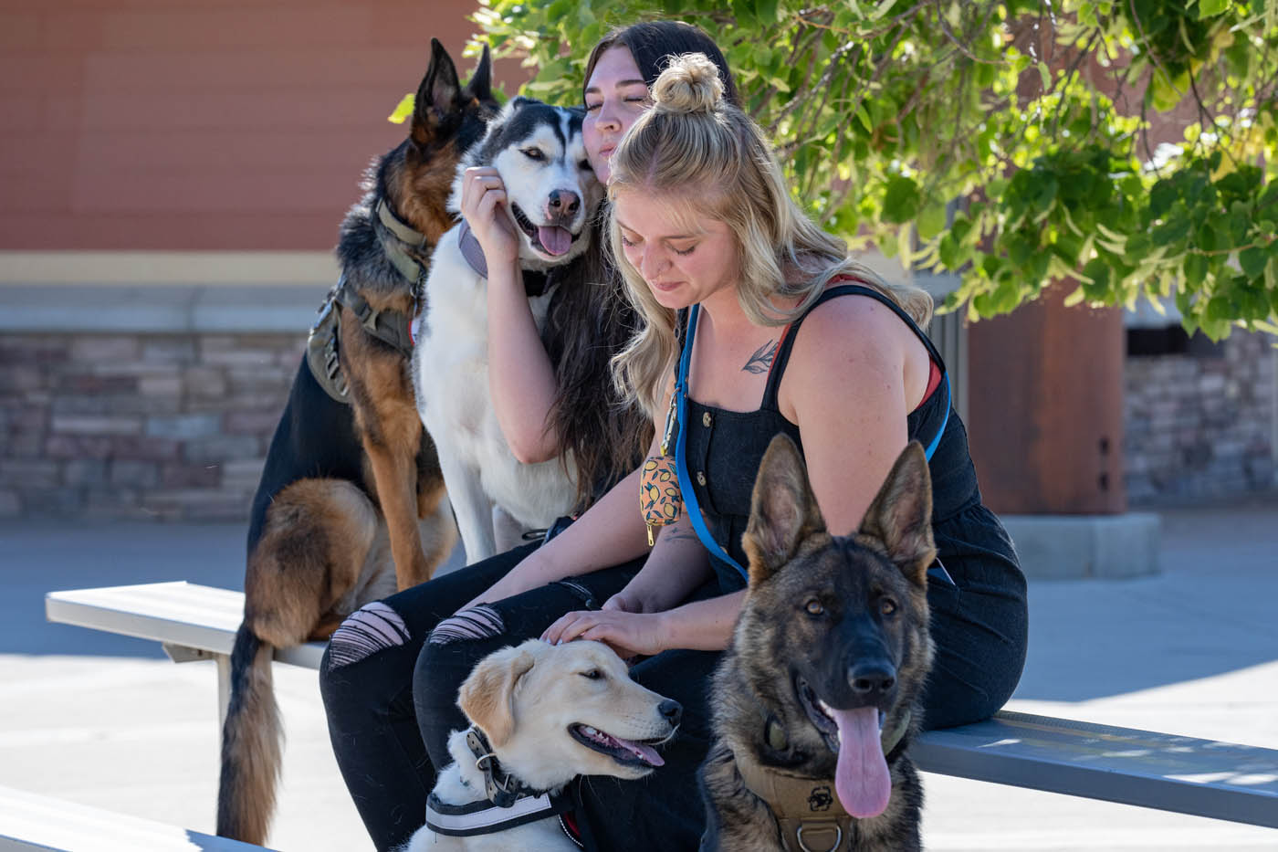 Dog Training Elite Northern Colorado - {meta_title}