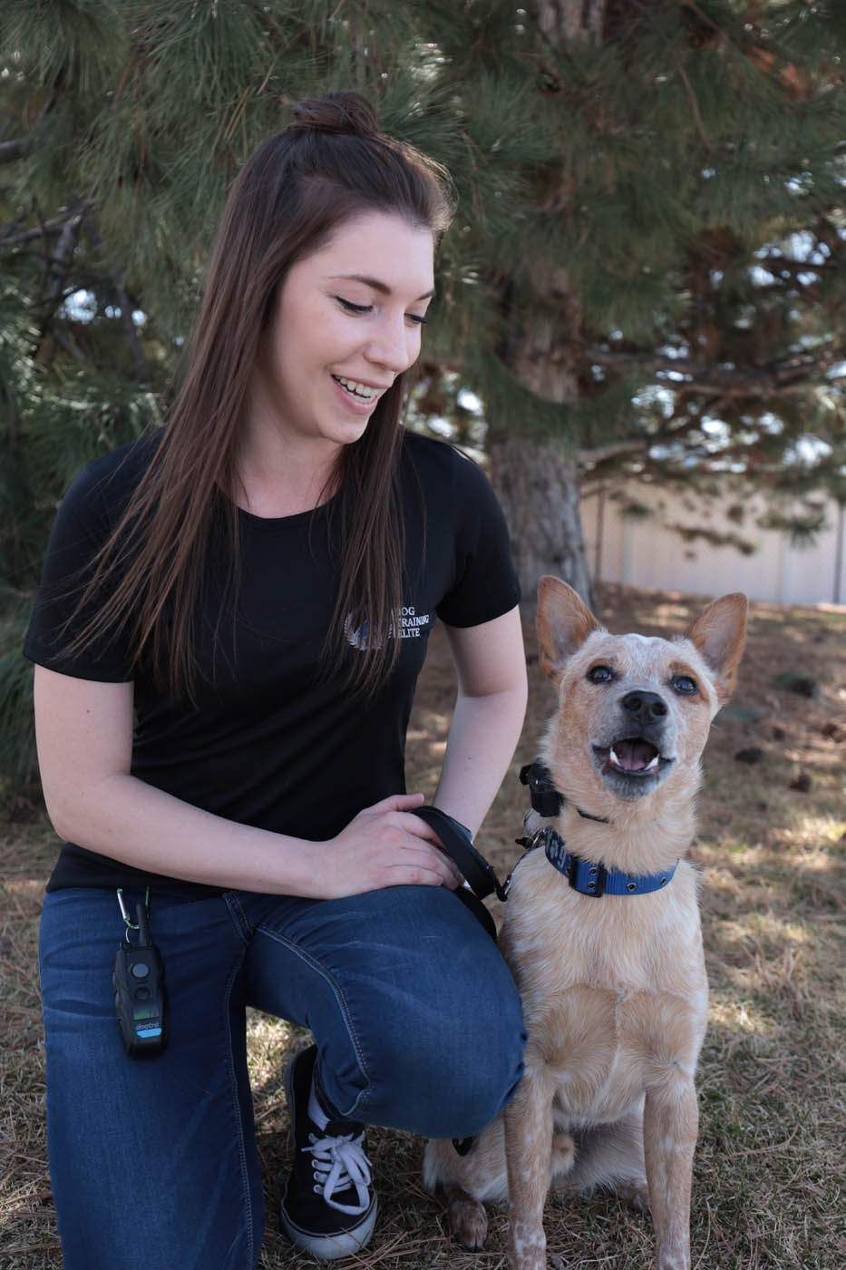 A happy, well-trained dog who has an e-collar from Dog Training Elite of Central Maryland.