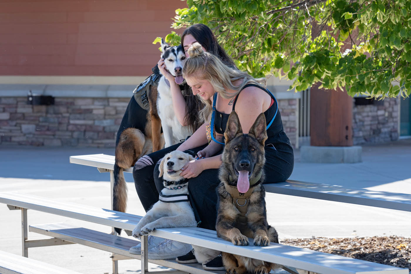 Two dog owners with a group of trained dogs.