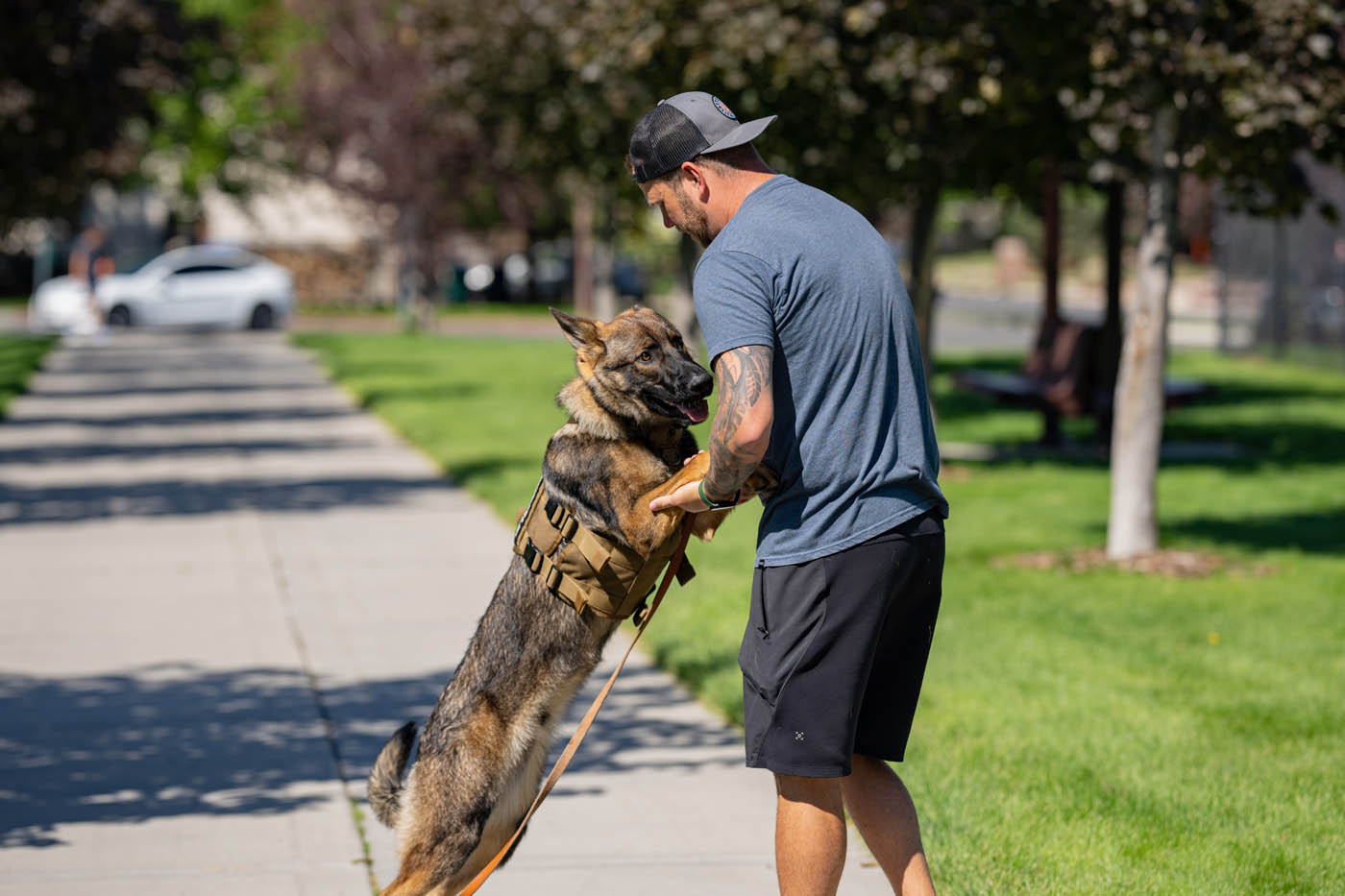 Dog Training Elite Carmel / Fishers - {meta_title}