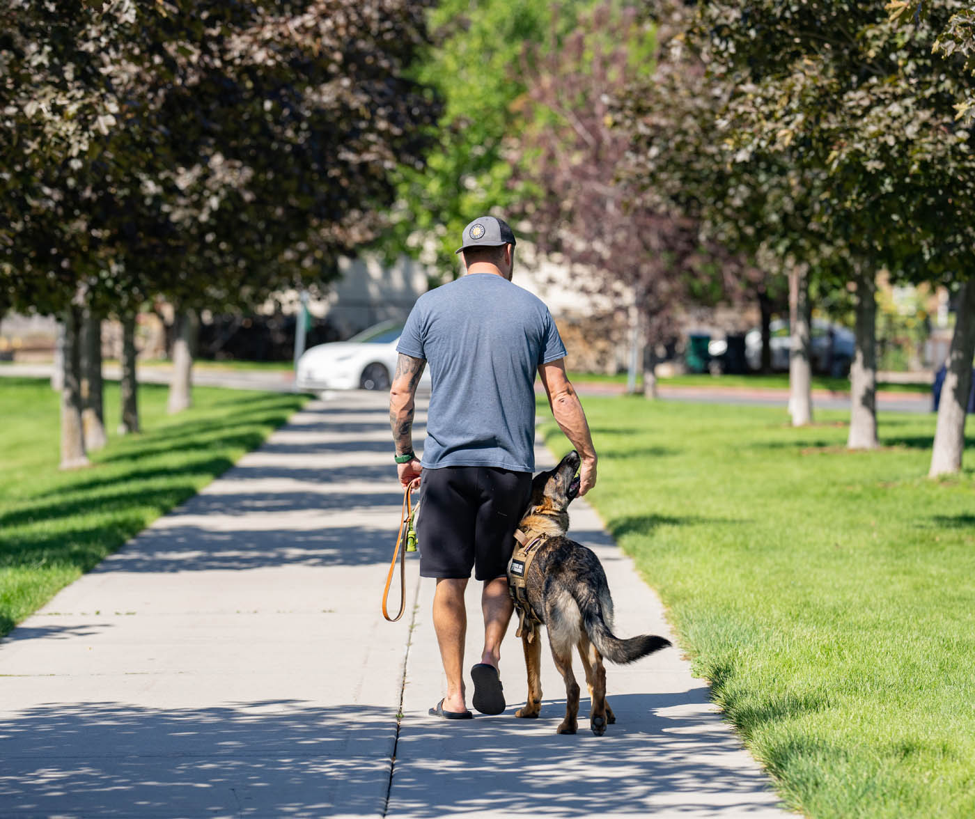 A happy, well trained dog from Dog Training Elite, your trusted source for dog training in Kansas City, MO