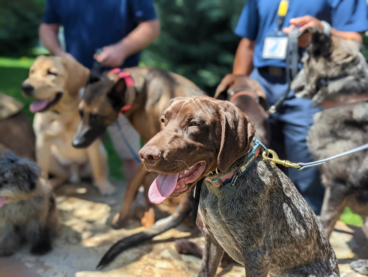 A line of dogs at one of Dog Training Elite group training classes.