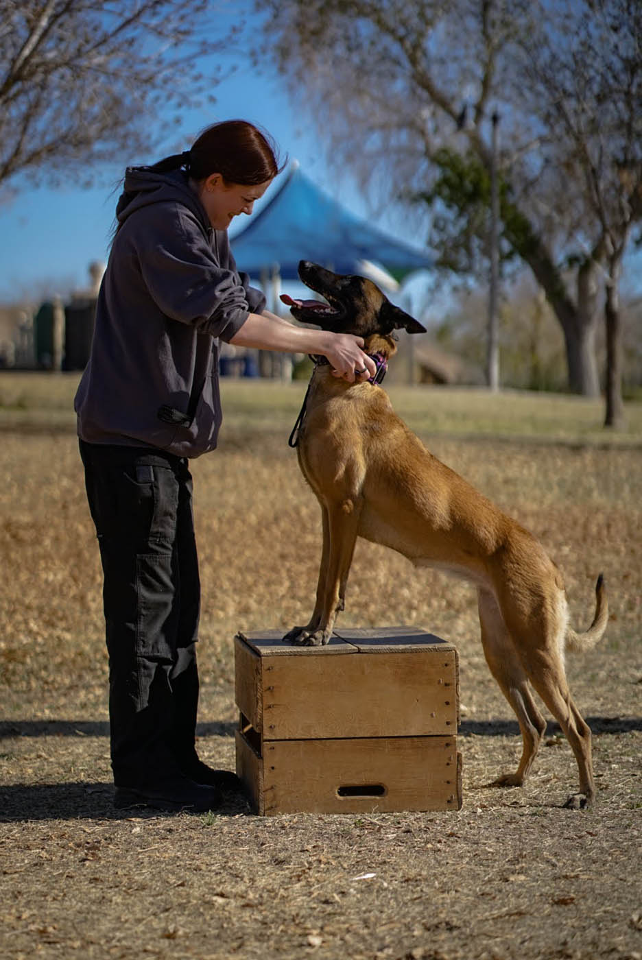 A Dog Training Elite trainer working with an obediant dog - learn more about the career options at Dog Training Elite today!