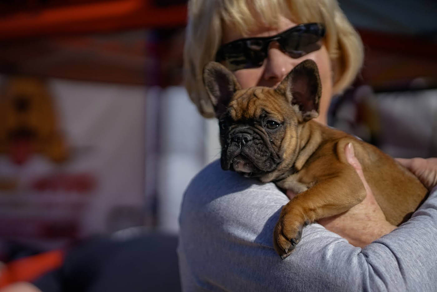 A calm French bulldog with their owner after receiving professional french bulldog training in Raleigh / Cary, NC from Dog Training Elite.