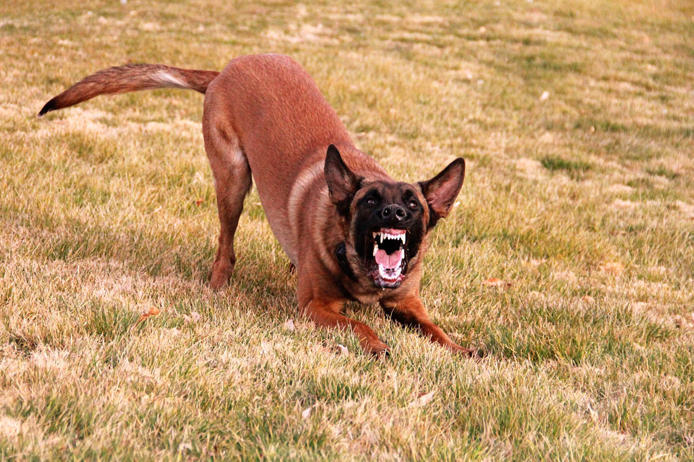 Dog Training Elite Annapolis - Reactive Dog Training in Annapolis / Anne Arundel County, MD. DTE