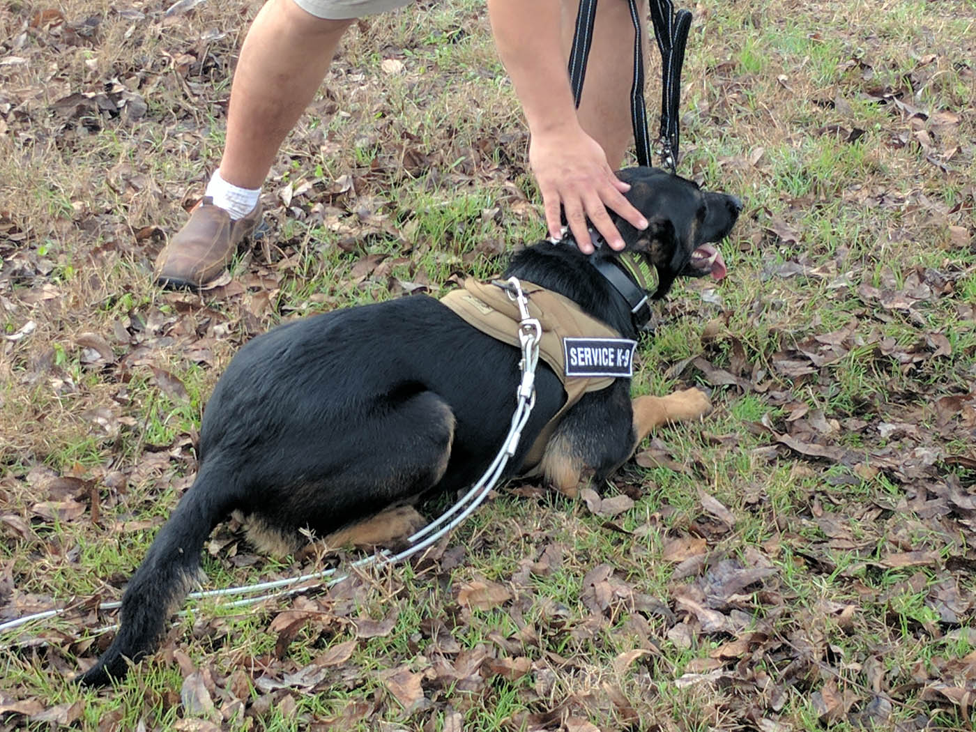 A german shepherd resting - find the best Louisville protection dog training with Dog Training Elite.