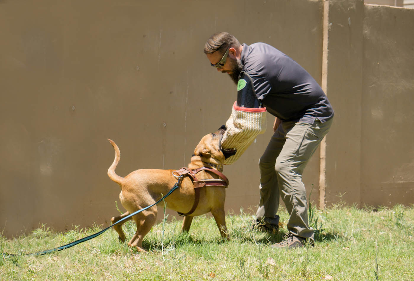 A Dog Training Elite professional and dog doing personal protection exercises - find the training you need with Dog Training Elite.