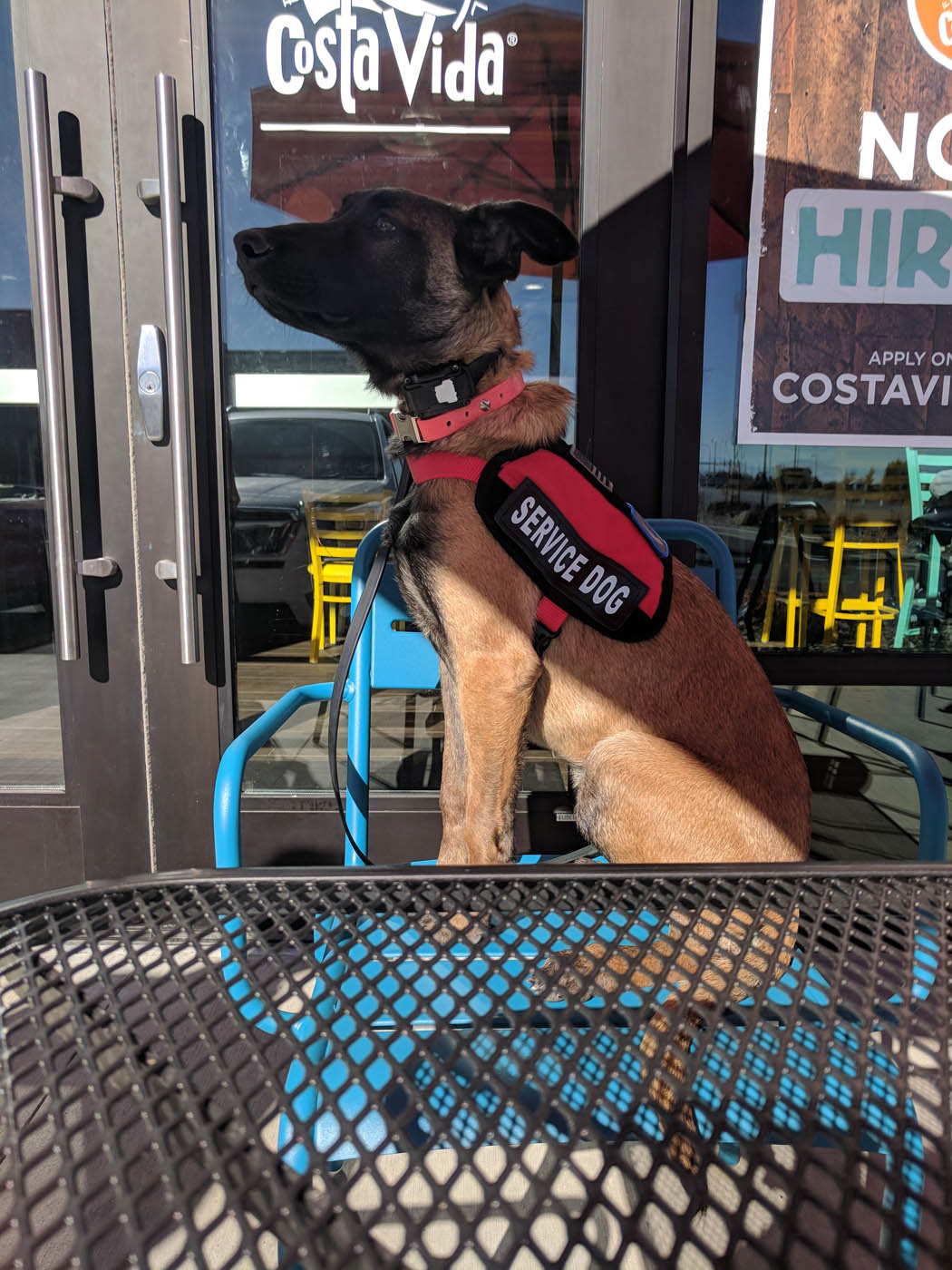 A service dog sitting on a bench outside of a resteraunt business - trained by Dog Training Elite in St. Paul, MN.