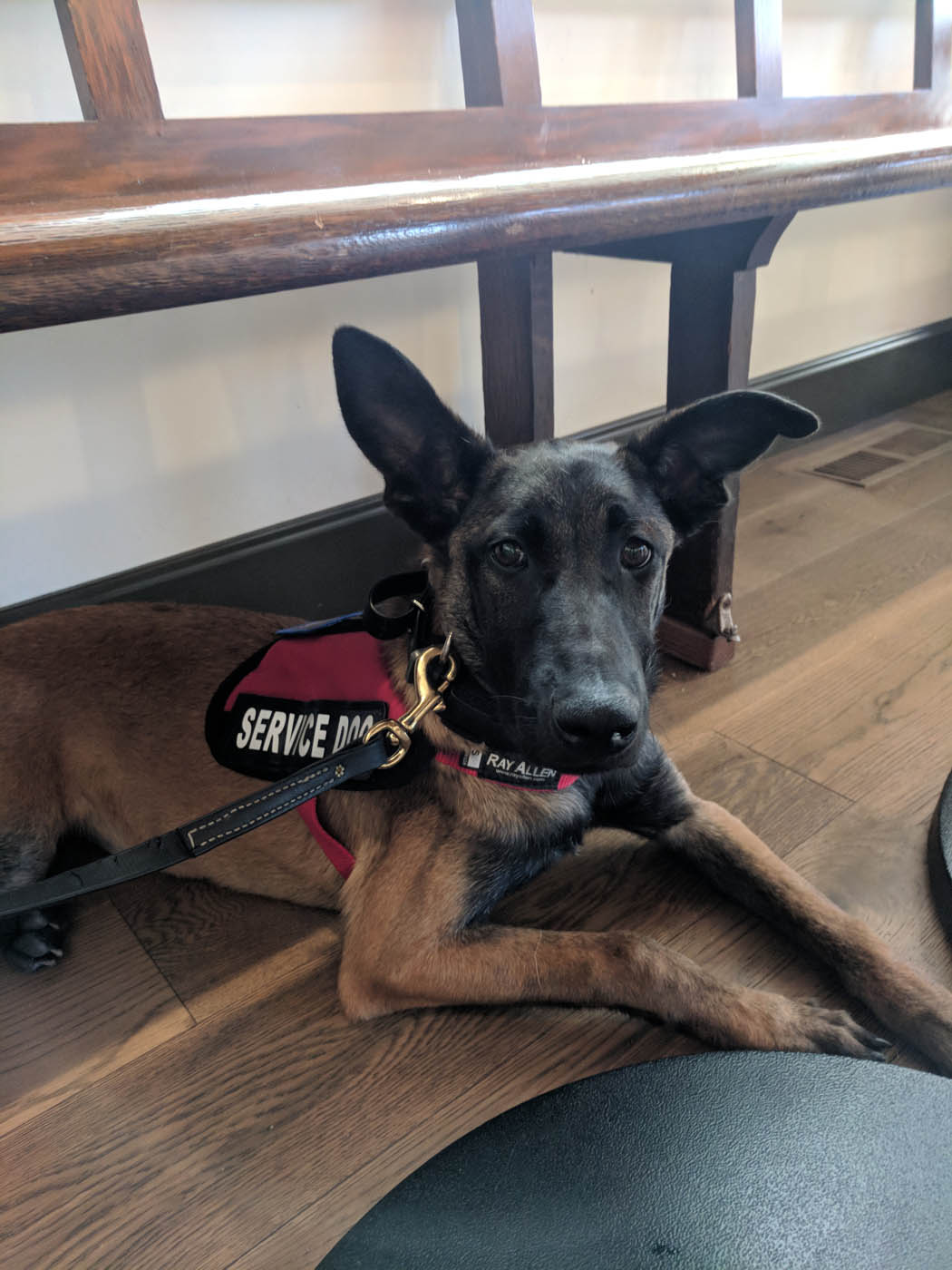 A well-trained PTSD service dog in Bridgewater / Westfield, NJ  - contact Dog Training Elite today to discuss training options!