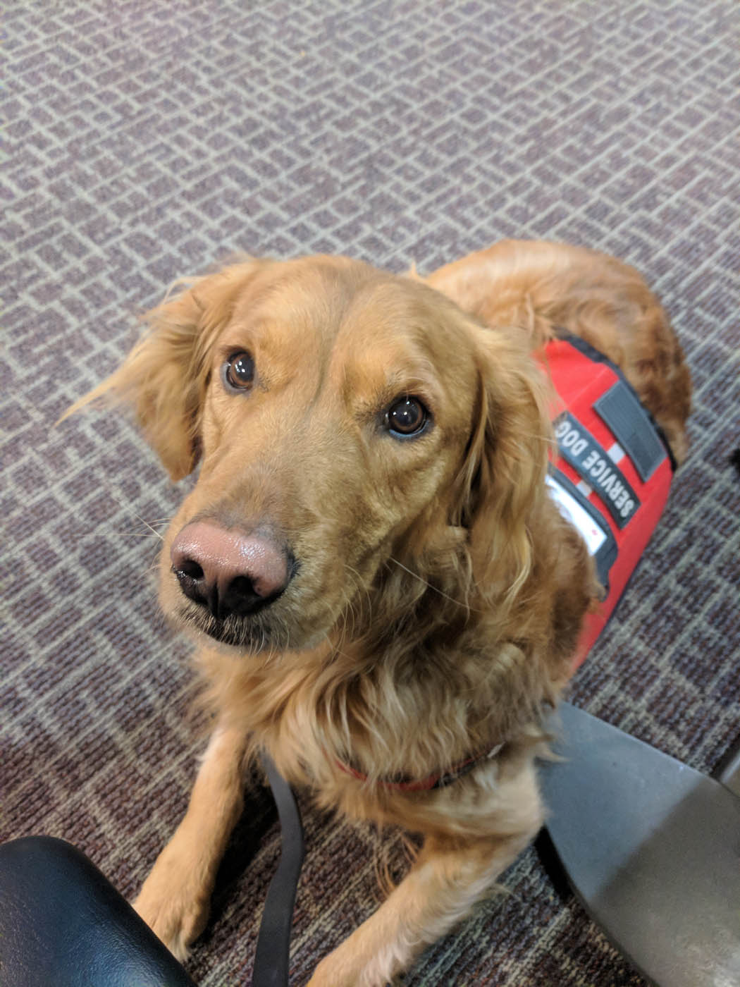 A service dog trained by the experts at Dog Training Elite Katy to help with mental health issues.