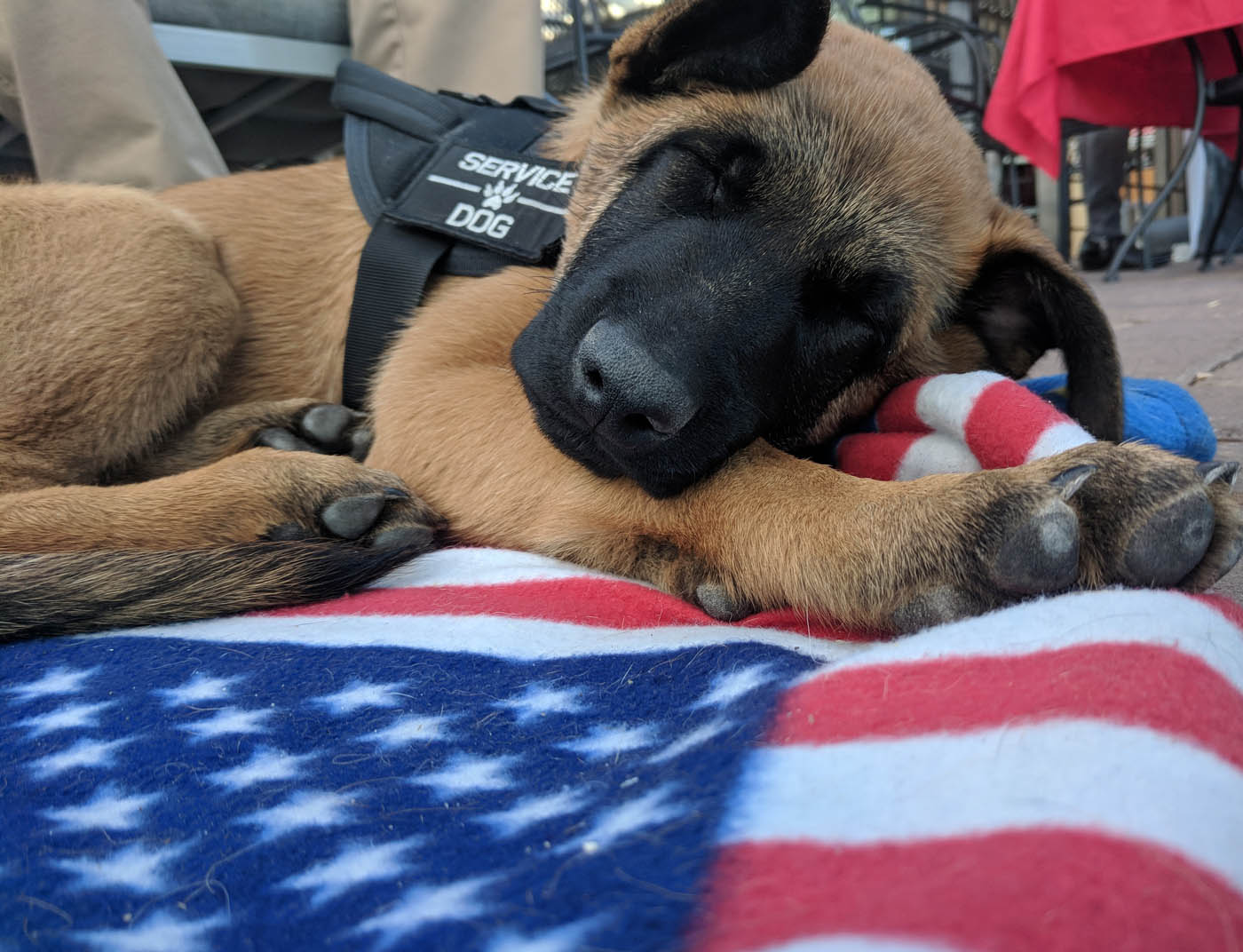 A service puppy in training - Dog Training Elite offers veteran service dog training in Augusta / Aiken, GA for those who have served our country.