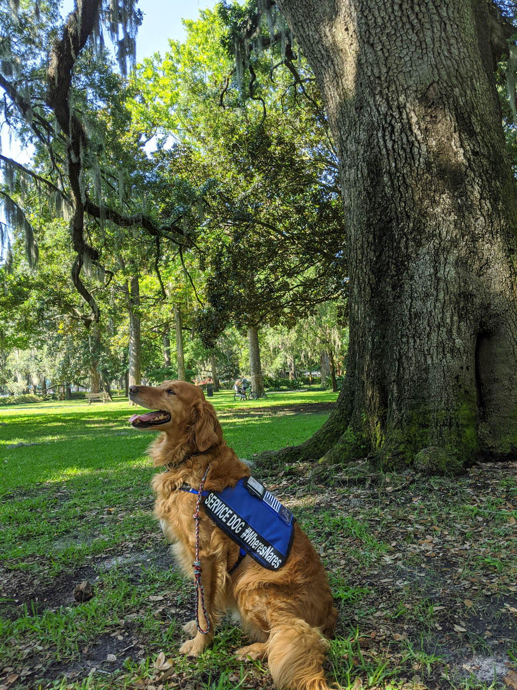 A beautiful service dog standing outside - Dog Training Elite New Orleans.