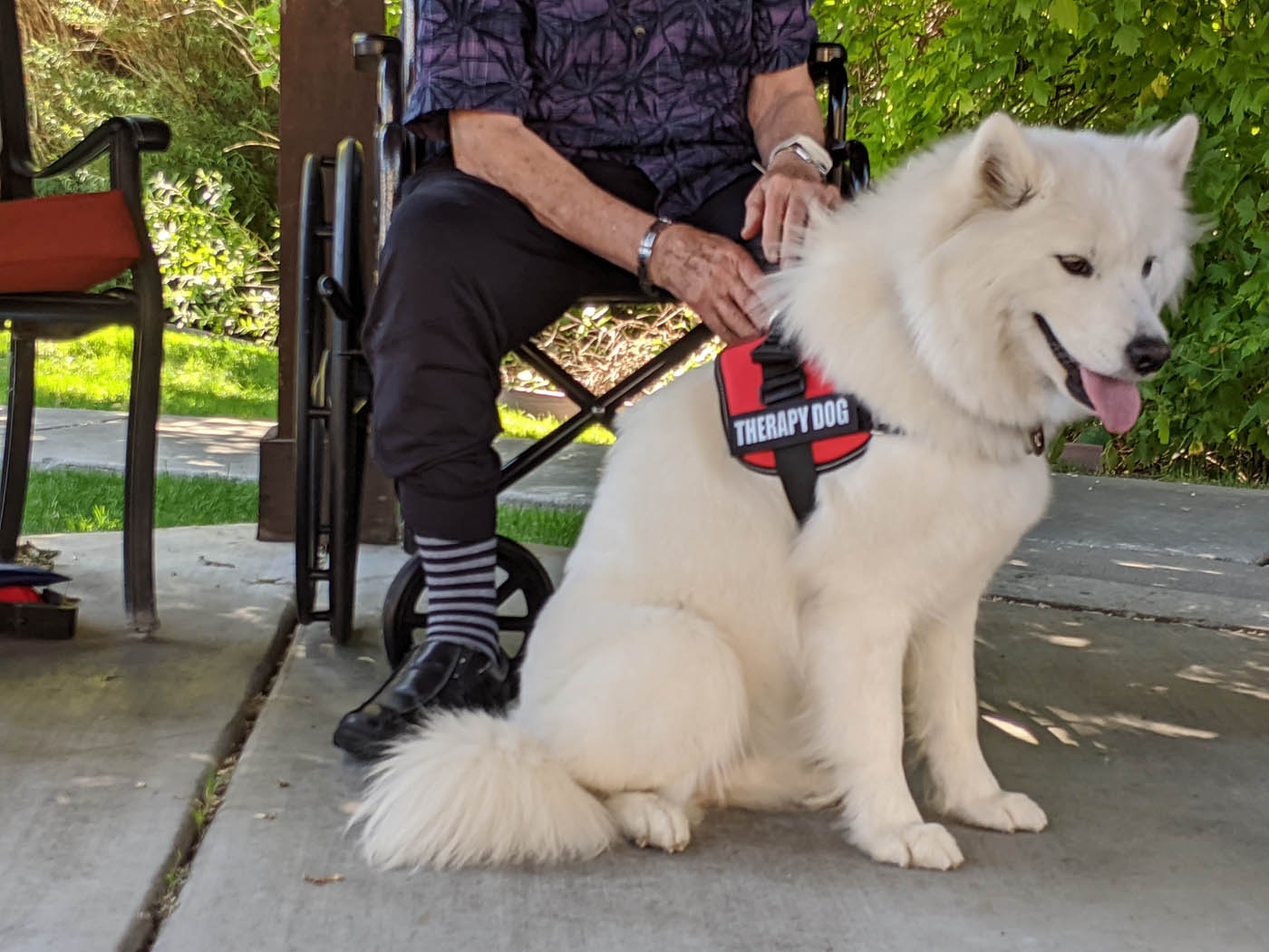 Dog Training Elite Wilmington - Therapy Dog Trainer in Wilmington, NC. DTE