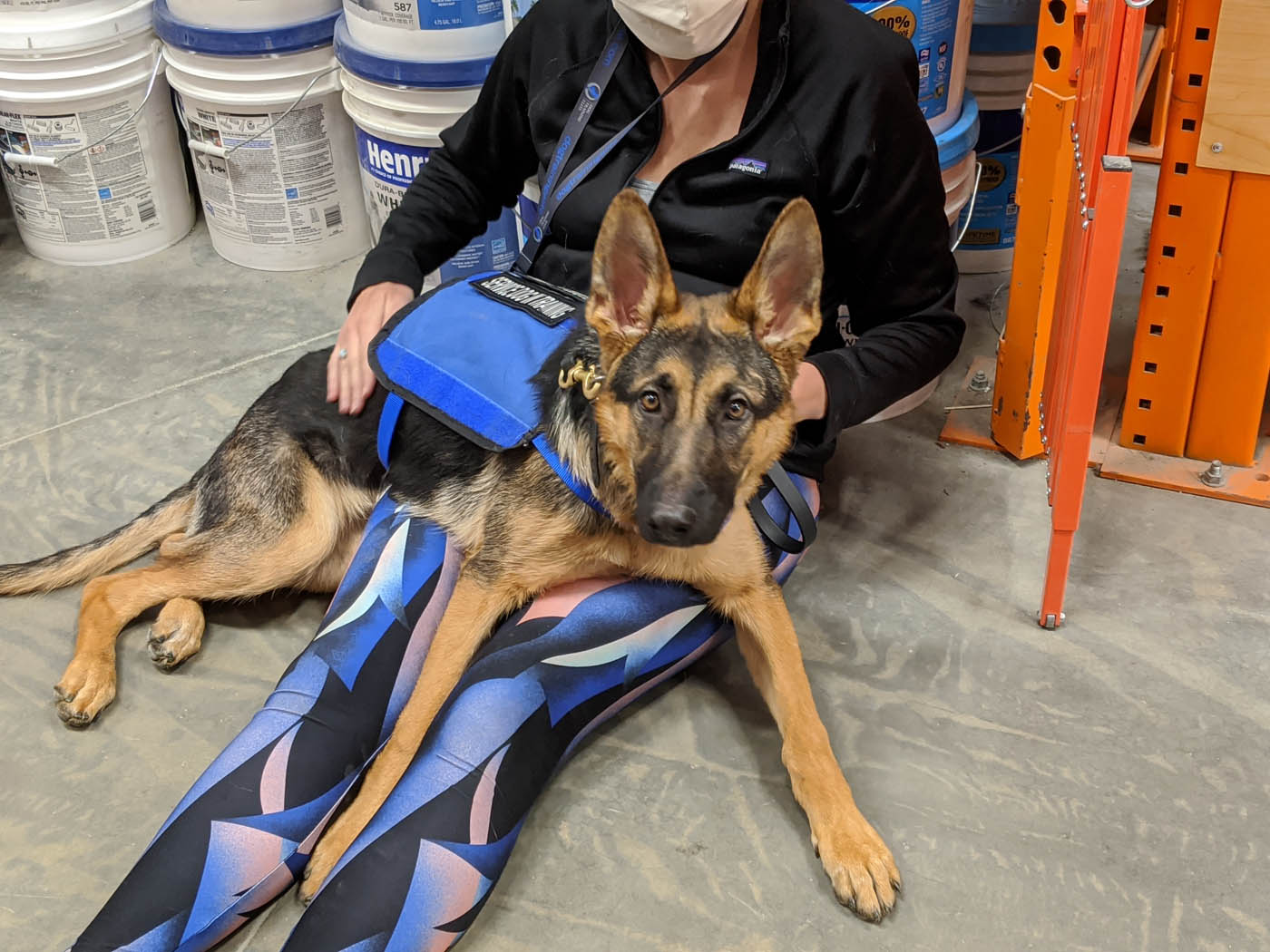 A seizure response dog in St. Louis MO helping their owner through a seizure - contact Dog Training Elite today to discuss training options!