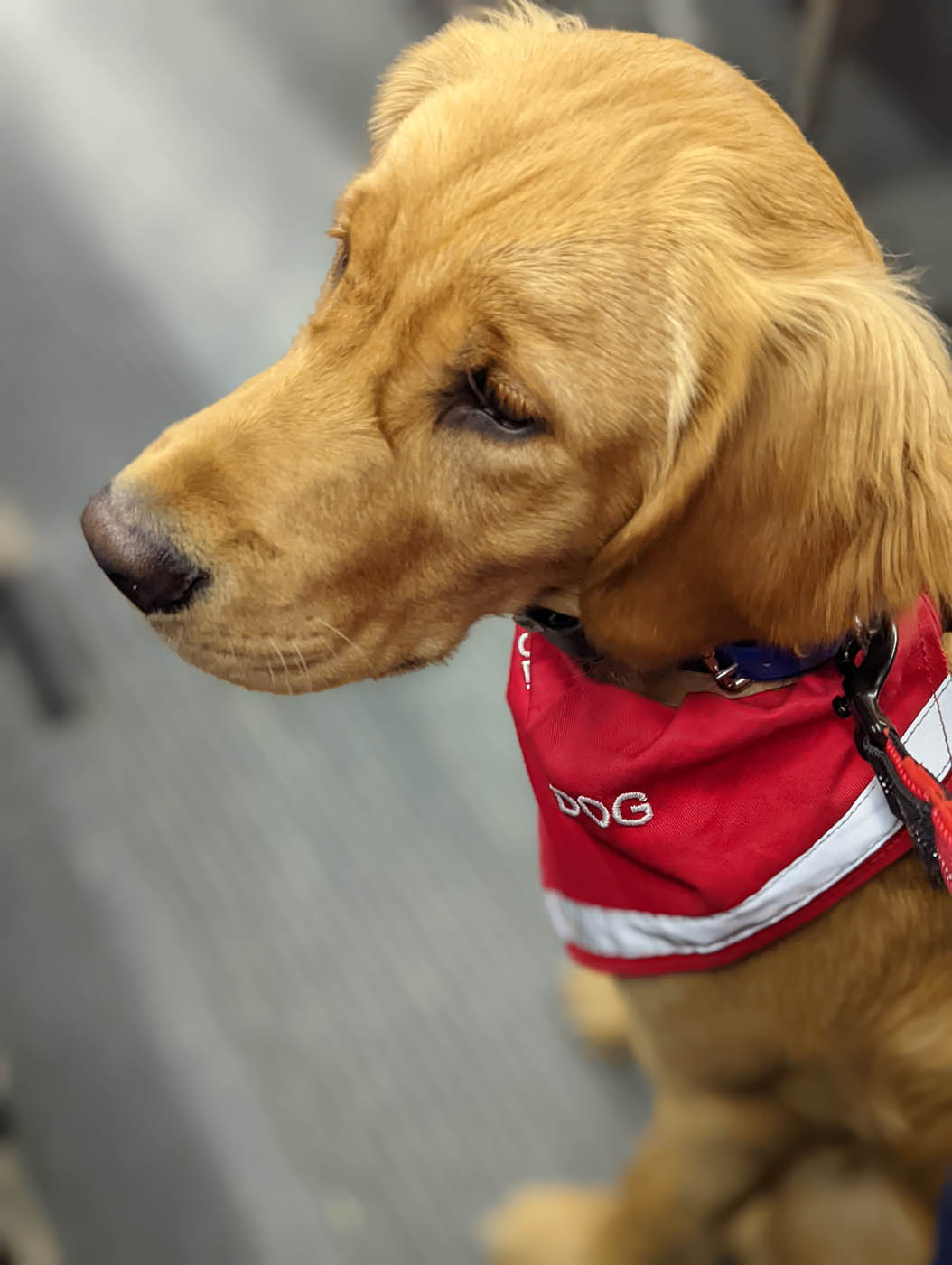 A fully trained service dog from Dog Training Elite in Cincinnati.