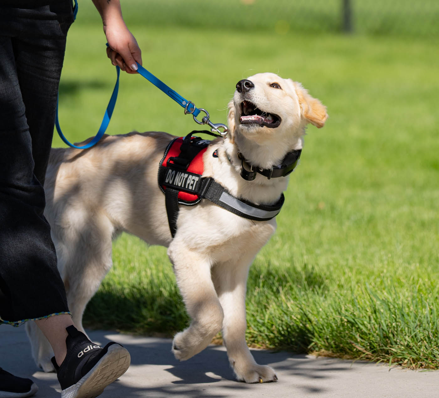 board and train dog training