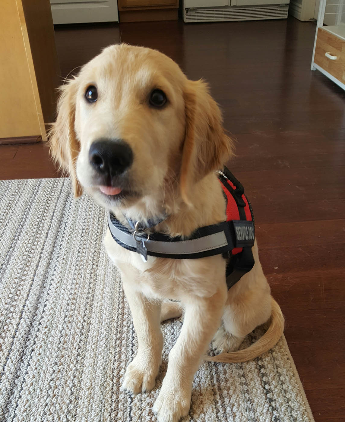 A service puppy waiting for their owner - Dog Training Elite in Houston.