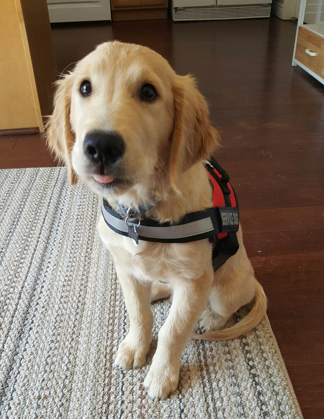 An image of a service dog sitting indoors - get the support you need with professional service dog training from Dog Training Elite Twin Cities in Minneapolis / St. Paul, MN.