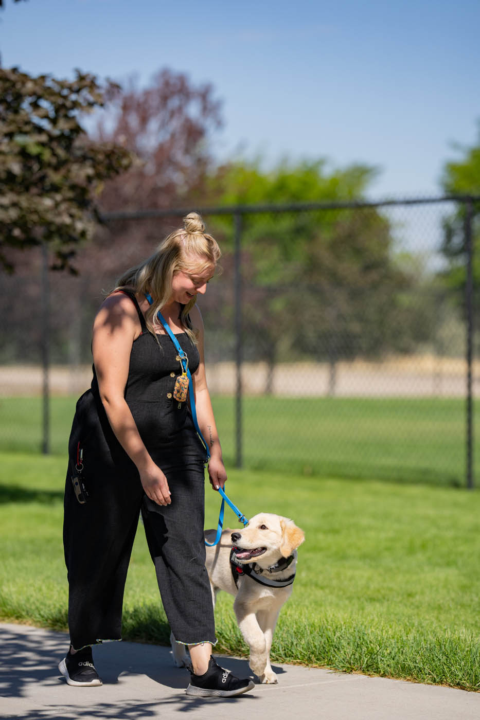 A service dog trained by the professionals at Dog Training Elite in New Hope, MN.