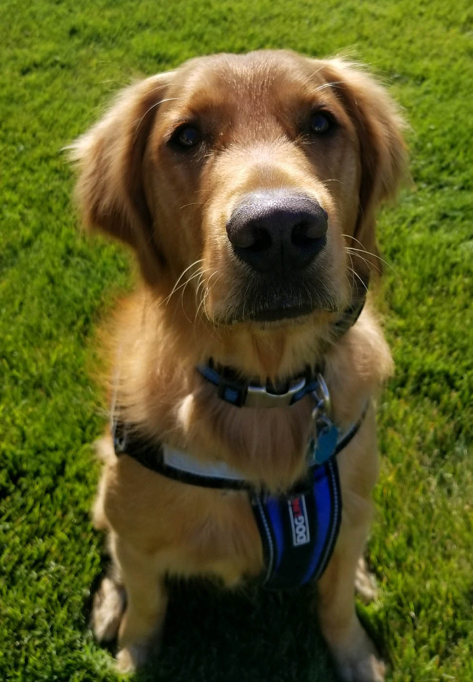 A golden retriever service dog - find support and guidance with Dog Training Elite Twin Cities training in Eden Prairie, MN.