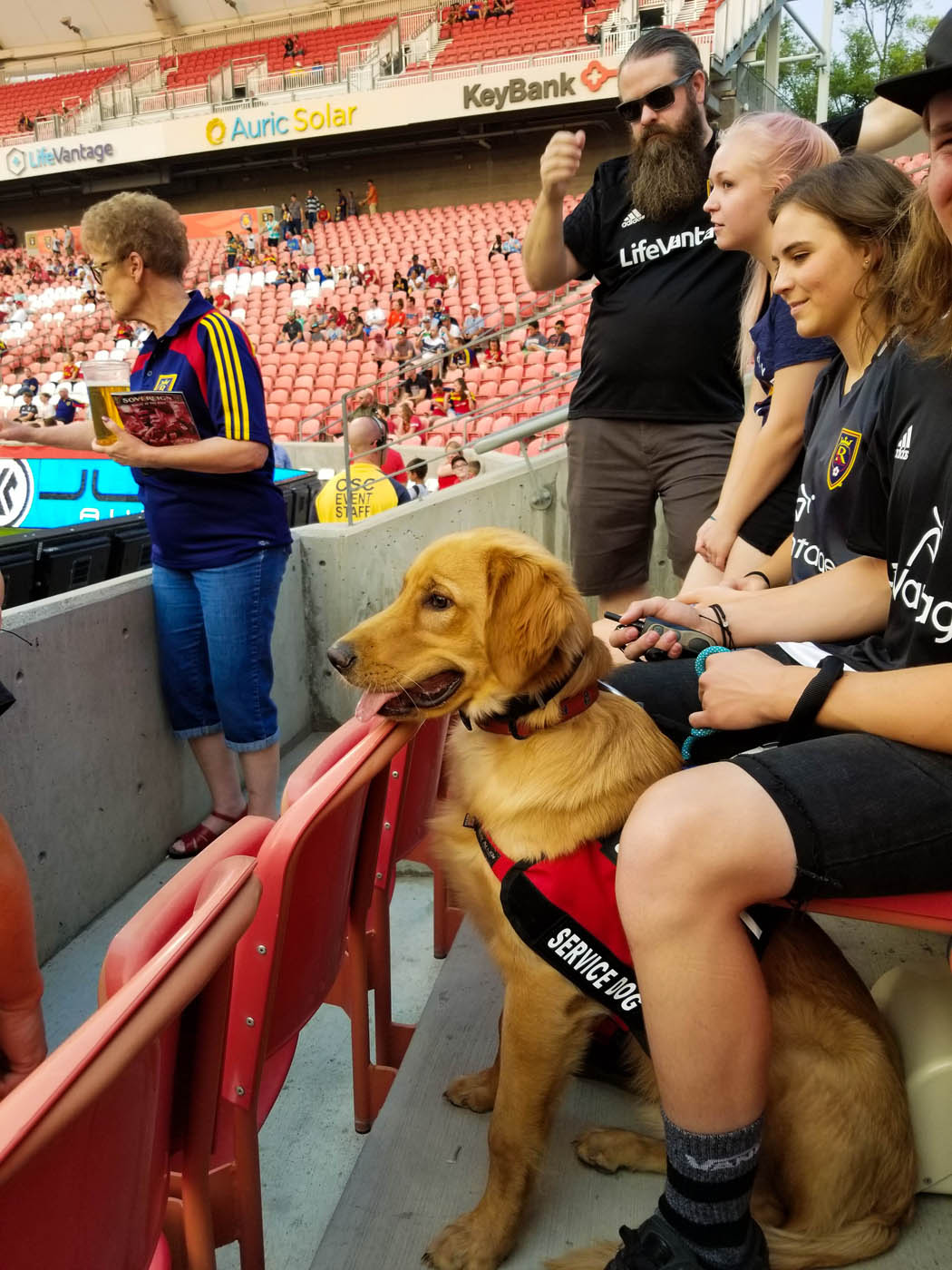 A service dog at a ball game with their owner - get professional Katy service dog training with Dog Training Elite.