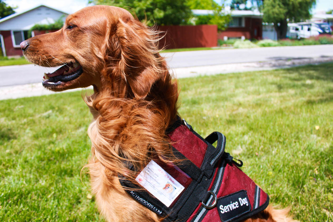 A beautiful golden retriever service dog - Dog Training Elite offers autsim support dog training to help families and children that need it.