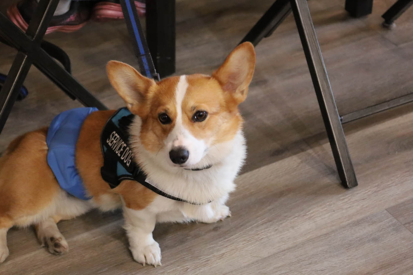 An obedient corgi on a leash after recieving training from Dog Training Elite.