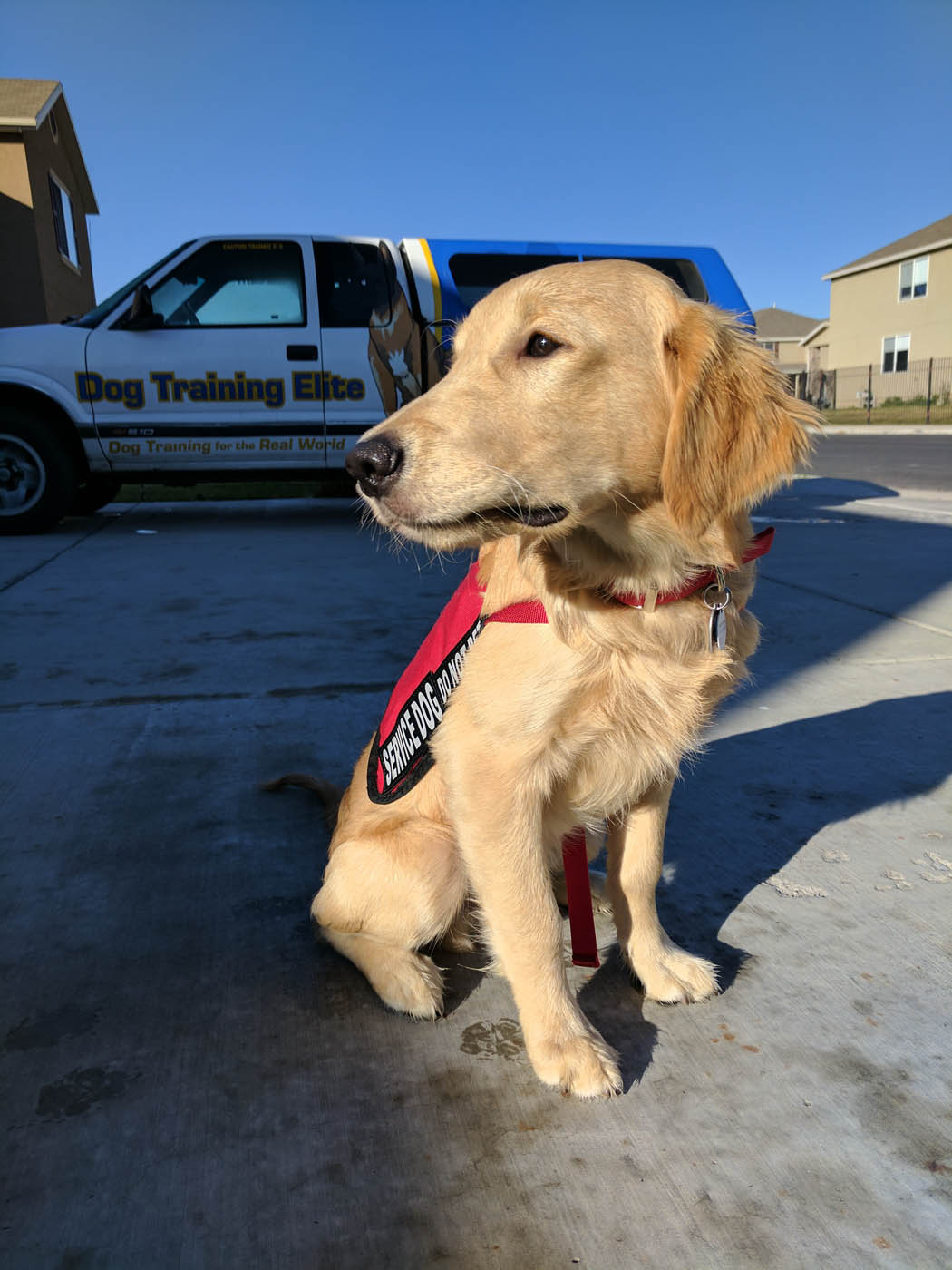 An image of a golden retriever service dog in New Hope, MN.