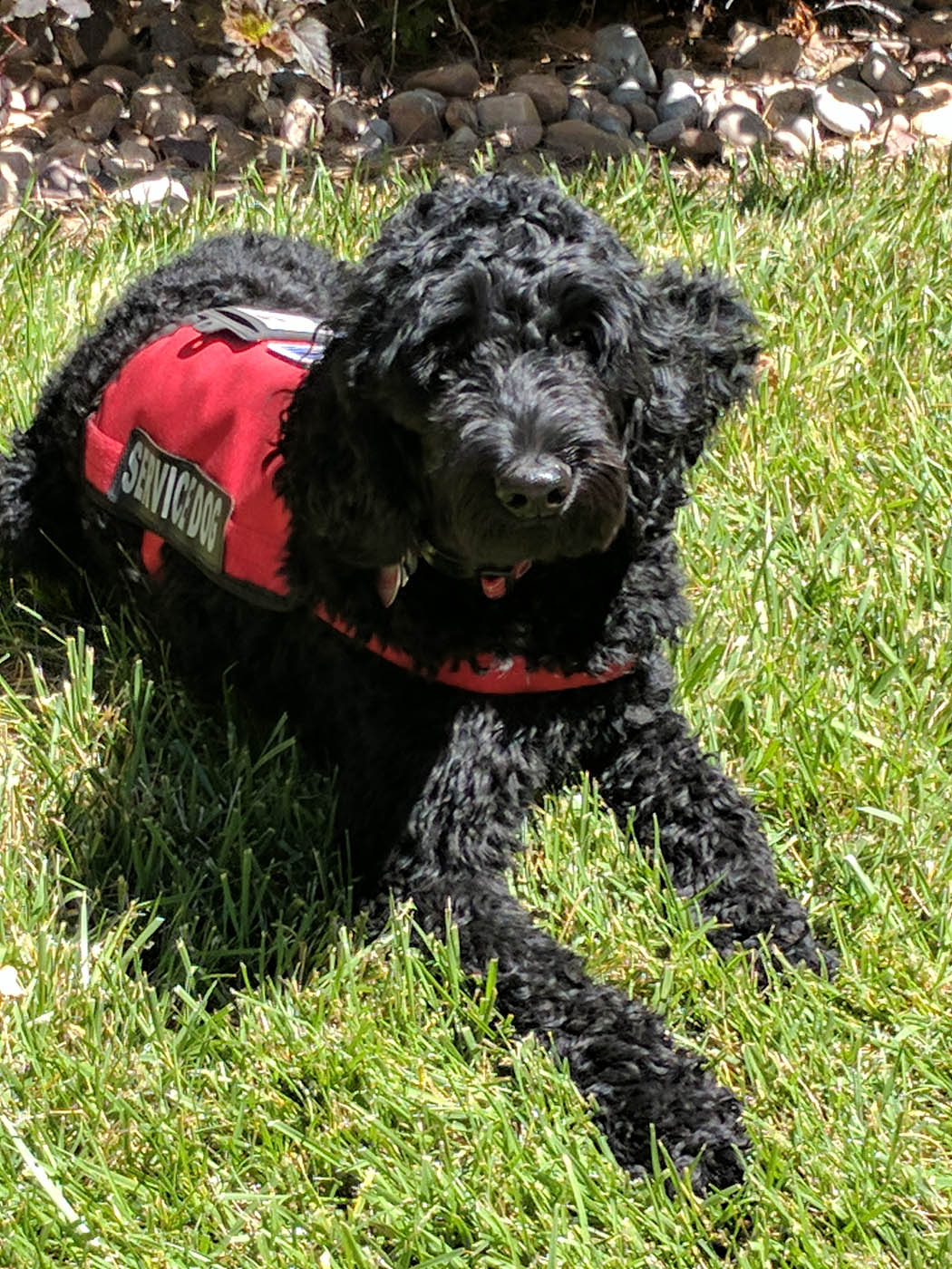 A service dog sitting outdoors on the grass - get started with service dog training in St. Paul, MN today.