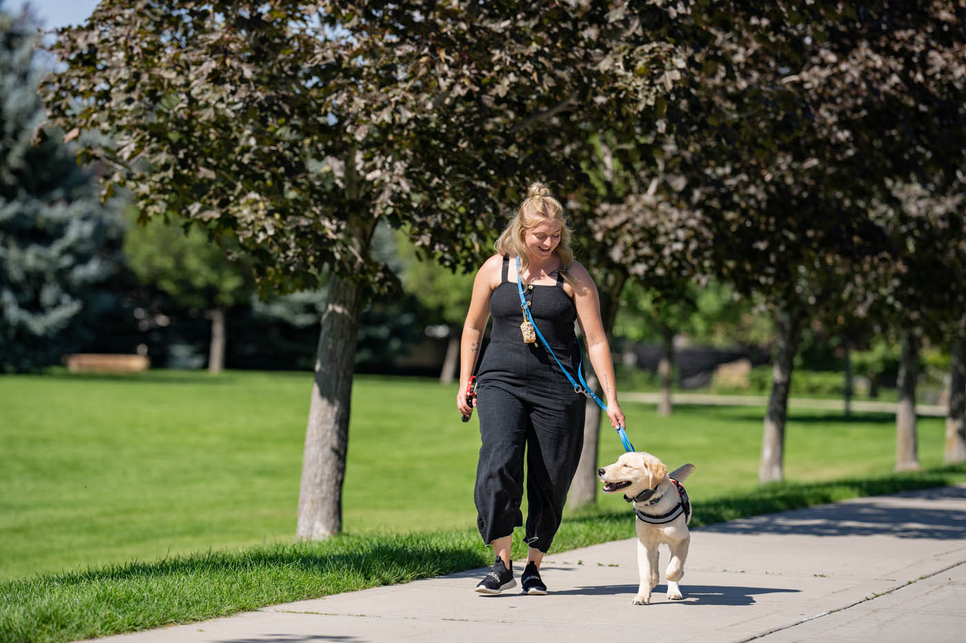 A therapy dog walking in a park with their owner - contact Dog Training Elite to talk to a professional therapy dog trainer in West Palm Beach / Boca Raton, FL!