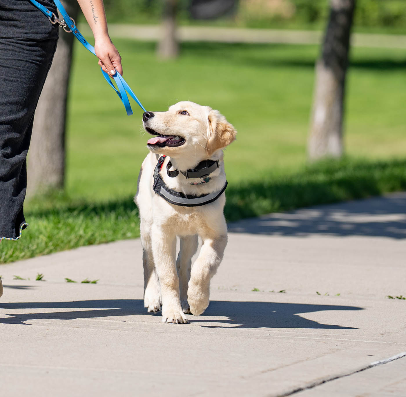 A happy leash trained dog walking with their owner - if you are in need of Murfreesboro / Spring Hill dog behavior training, contact Dog Training Elite today!