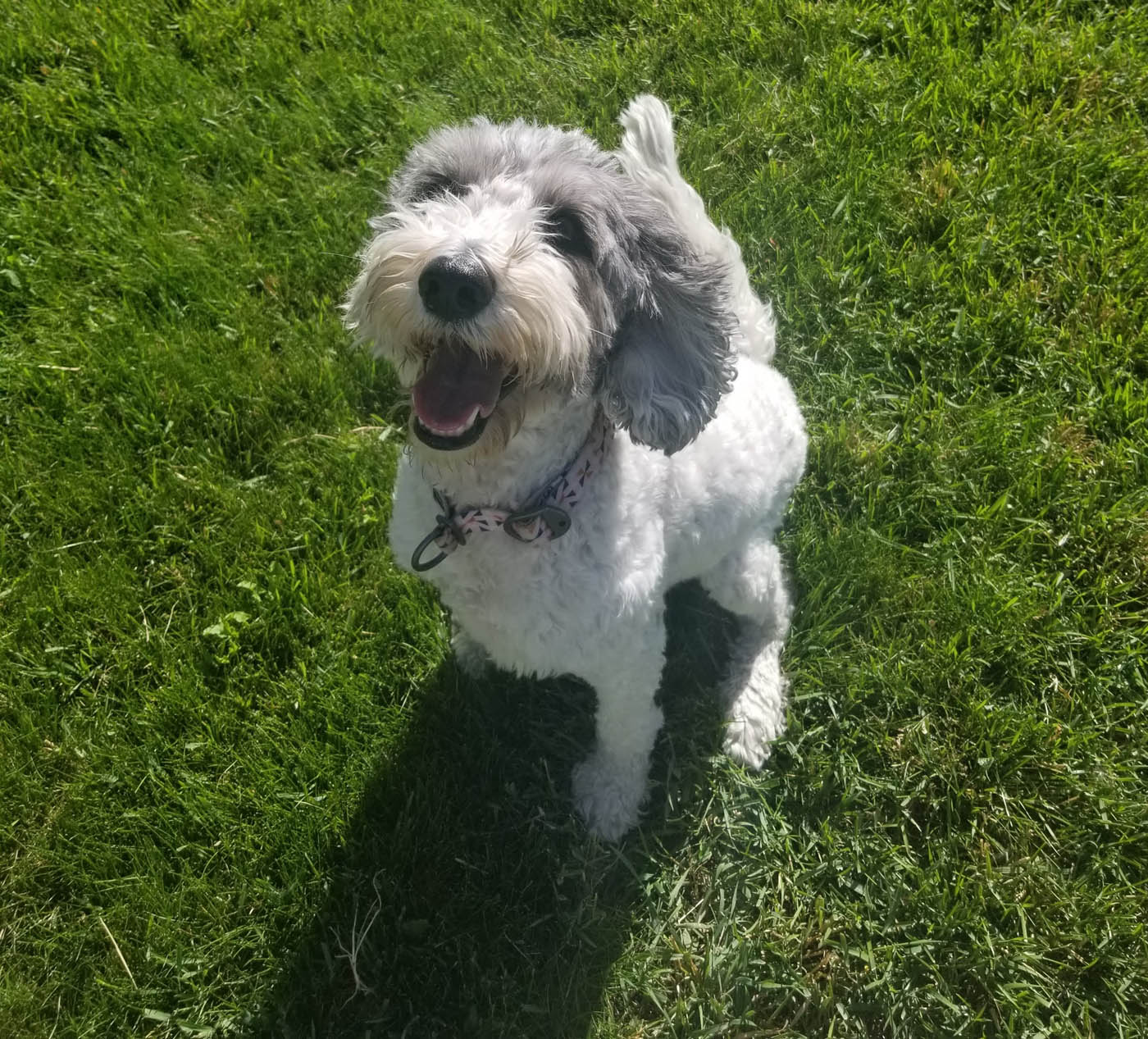 An obedient dog being trained in the community by Dog Training Elite Greater Nashville's local dog trainers.