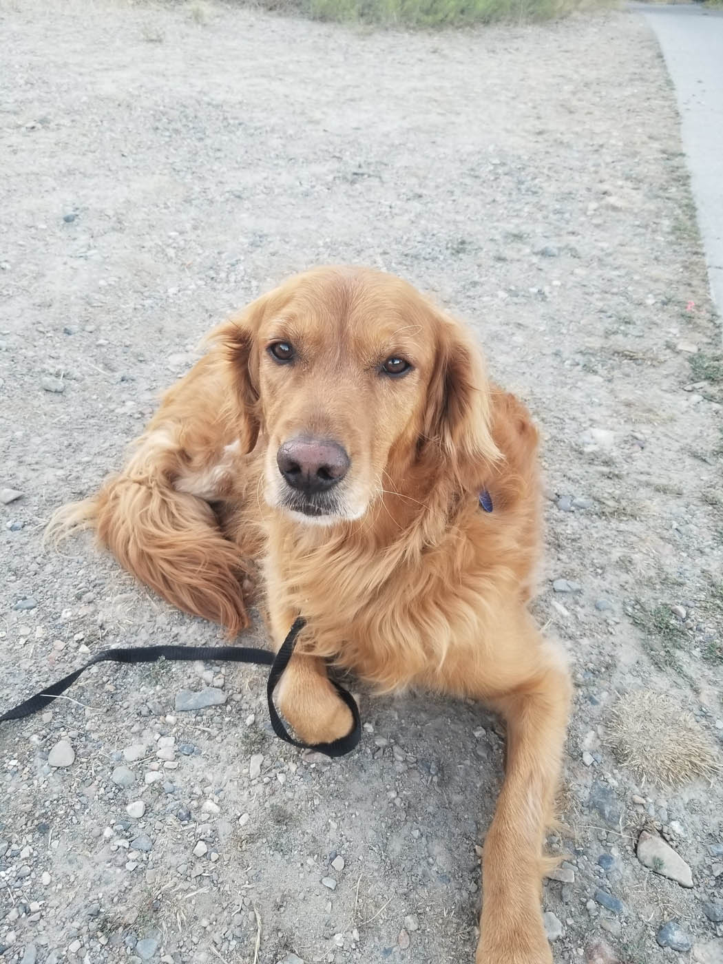 A puppy indoors - get professional training with Dog Training Elite Lowell / Chelmsford, MA today.