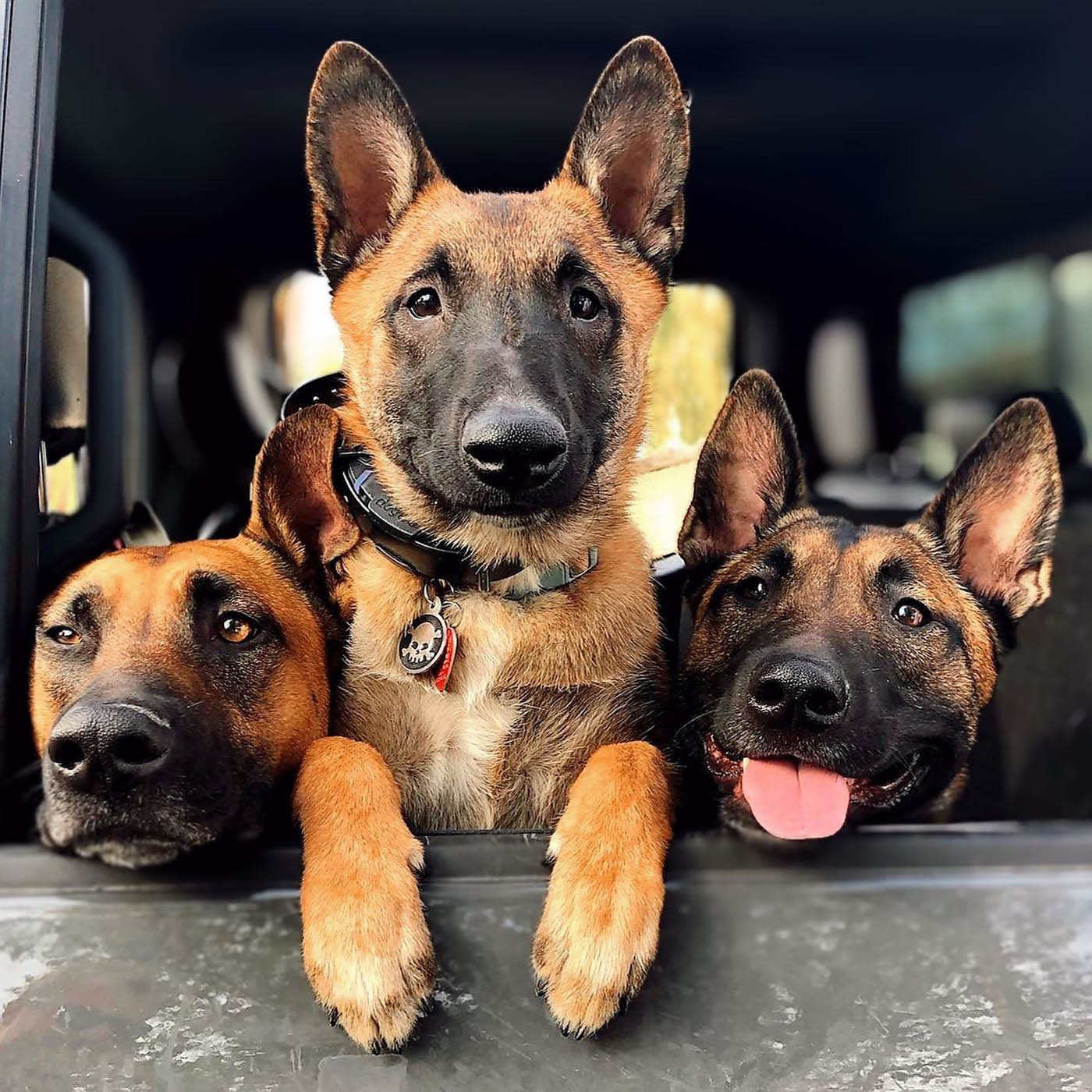 A group of dogs wearing safe, effective e-collars from Dog Training Elite Colorado Springs.