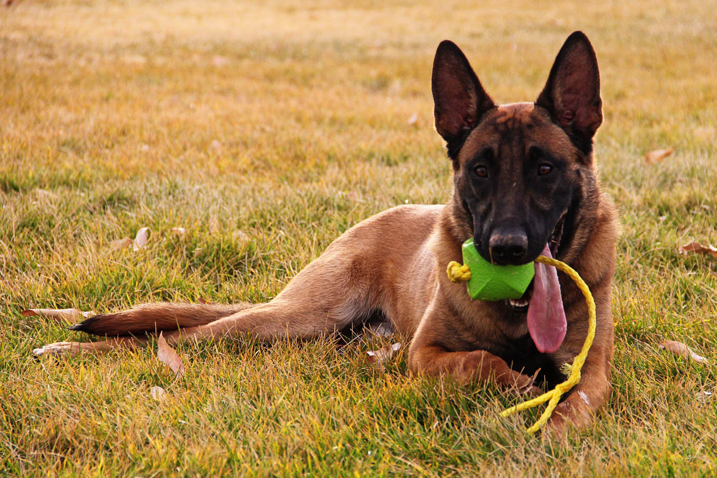 An image of a German Shepherd - Dog Training Elite offers retired k9 training in Howard County, MD.