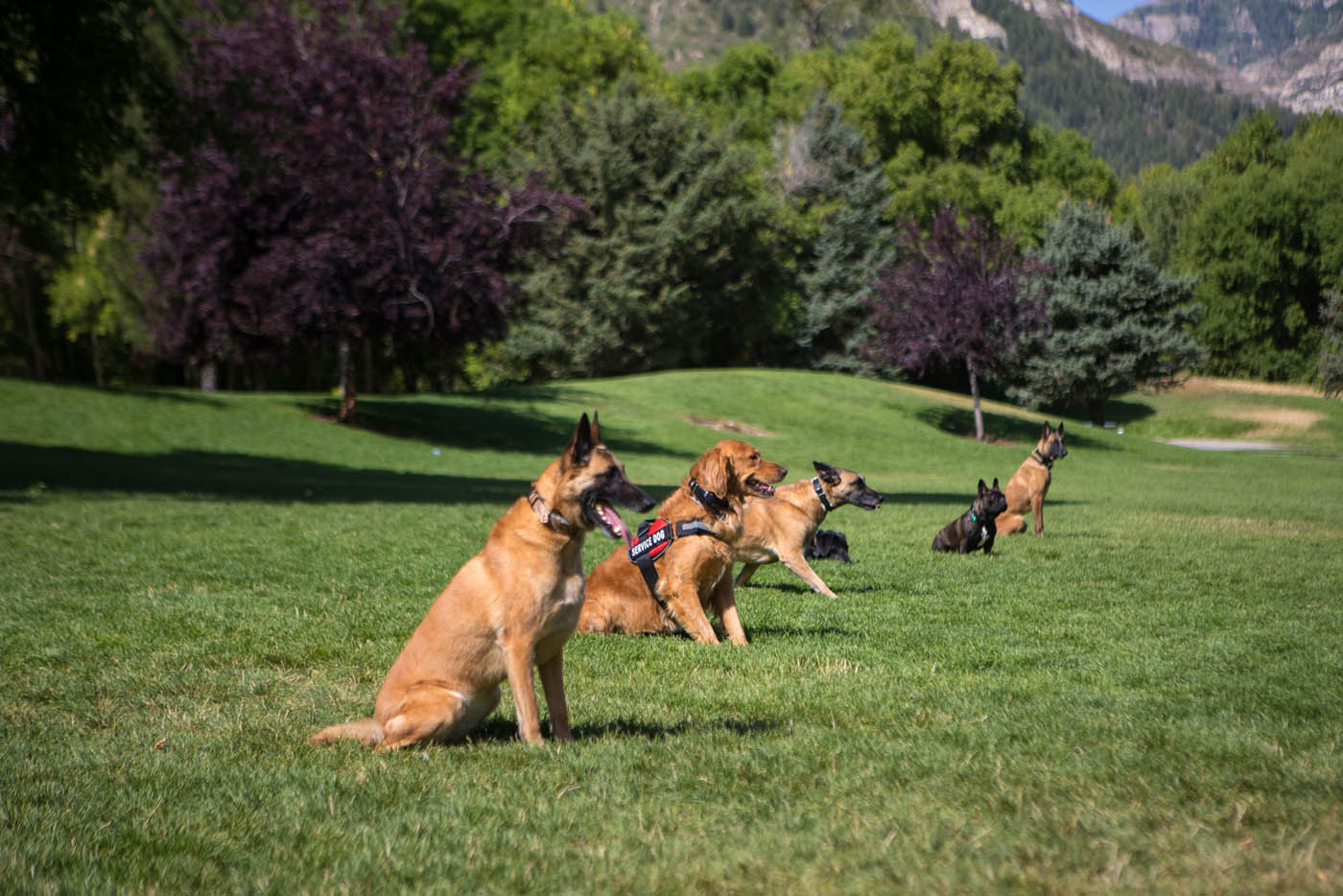 A group of dogs being trained by the expert team at Dog Training Elite.